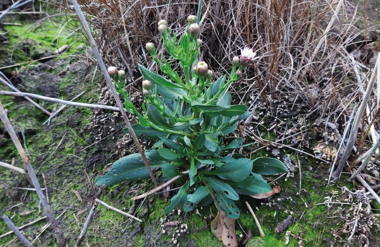 Halophile flora in Marsal