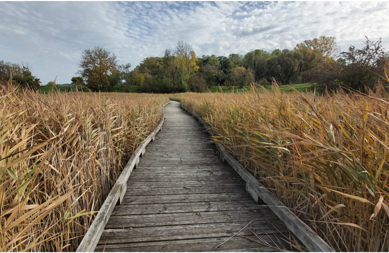 Mares-salées-coupé